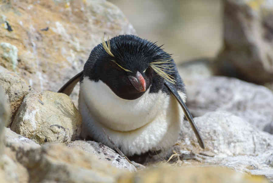 Pingüino Rockhopper - islas Falkland o Malvinas 25.jpg